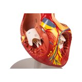 Cuore umano, 2 volte la dimensione naturale, 4 parti