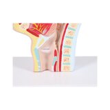 Modello anatomico della bocca e della gola