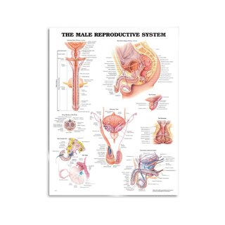 Poster sull'apparato riproduttivo maschile