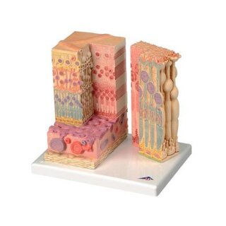 Microanatomia degli occhi