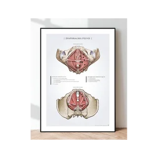 Poster Diaframma Pelvi - pavimento pelvico nella donna