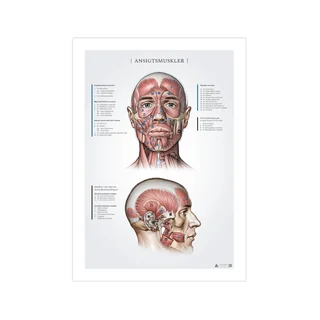 Muscoli facciali, registrazioni anatomiche 50x70mm