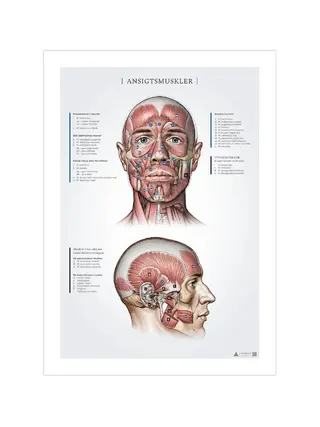 Muscoli facciali, registrazioni anatomiche 50x70mm