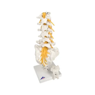Modello flessibile delle vertebre lombari, del sacro e del coccige - 3B Scientific