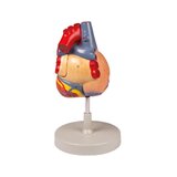 Cuore umano, 2 volte la dimensione naturale, 4 parti