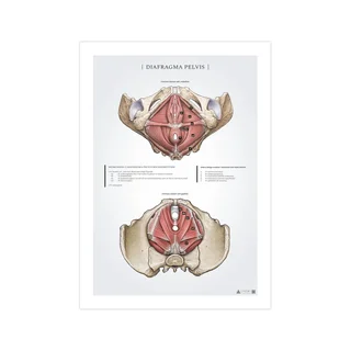 Poster sul diaframma pelvico - il pavimento pelvico femminile