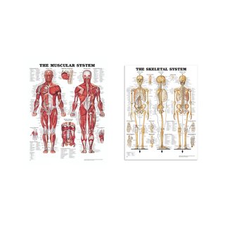 Pacchetto di tavole anatomiche - Muscoli e scheletro