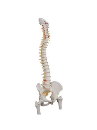 3B Scientific - Modello flessibile della colonna vertebrale con parti dei femori