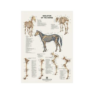 Poster scheletro di cavallo 60x80 cm
