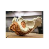 Modello di bacino femminile con pavimento pelvico