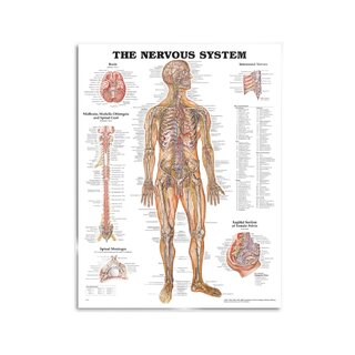 Tavola anatomica - Nervi sistema nervoso