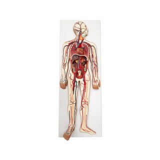 Modello del sistema cardiovascolare