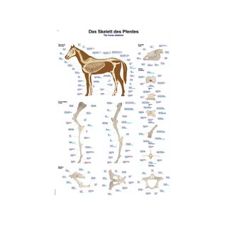 Poster scheletro di cavallo 70x100 cm