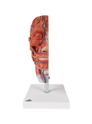 modello muscolare della testa e del collo