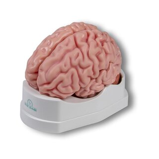 Modello anatomico del cervello, a grandezza naturale, 5 parti