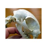 Scheletro di gatto vero (Felis catus) con articolazioni flessibili