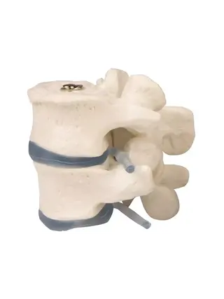Due vertebre lombari