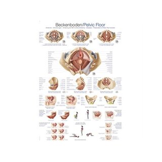 Anatomia del pavimento pelvico del bacino 70x100 cm inglese e tedesco, latino laminato
