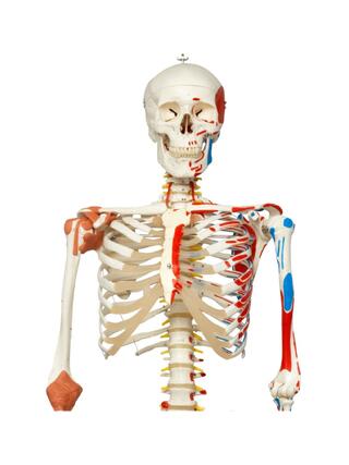 Modello di scheletro con colonna vertebrale mobile, nervi spinali, legamenti, ecc.