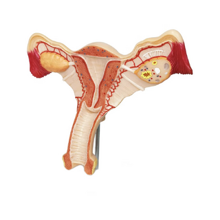 Modello anatomico dei genitali femminili