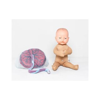 Bambola fetale con placenta e cordone ombelicale. Corrisponde alle dimensioni di un neonato.