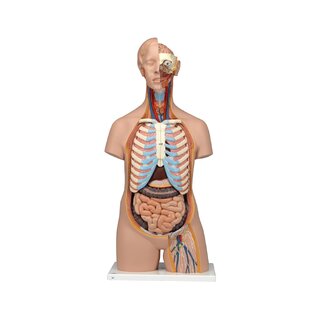 Modello dettagliato del torso senza genere con 15 parti rimovibili (cervello dettagliato e schiena aperta)