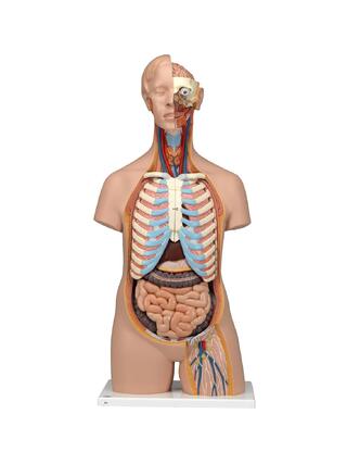 Modello dettagliato del torso senza genere con 15 parti rimovibili (cervello dettagliato e schiena aperta)