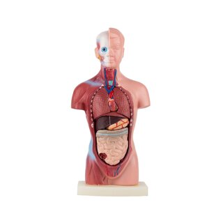 Torso anatomico - 15 parti | Idea regalo