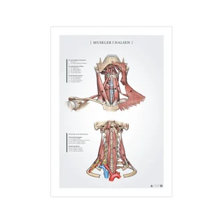 Poster di anatomia dei muscoli del collo 50x70mm