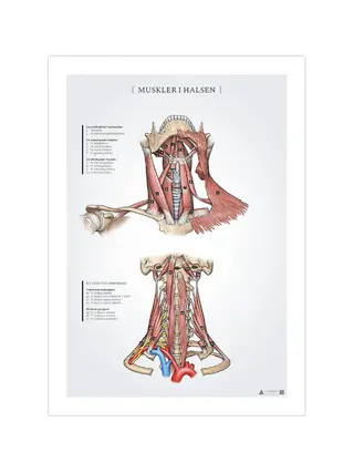Poster di anatomia dei muscoli del collo 50x70mm