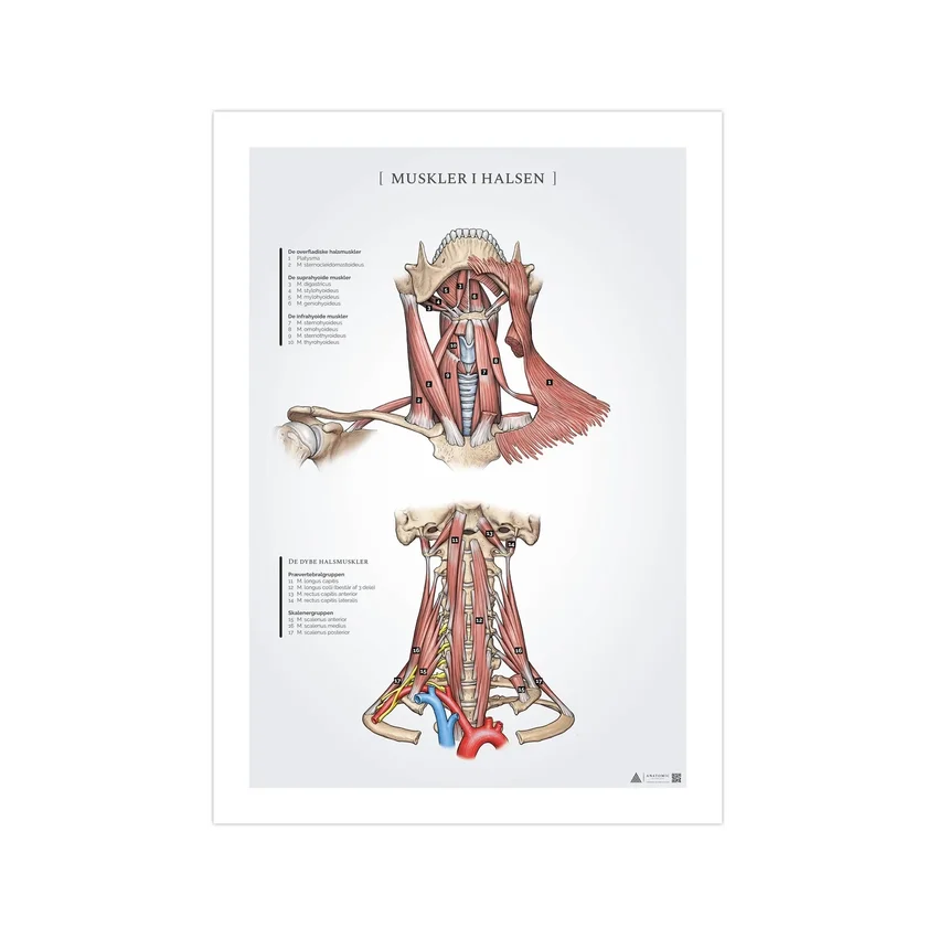 Poster di anatomia dei muscoli del collo 50x70mm