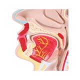 Modello anatomico della bocca e della gola