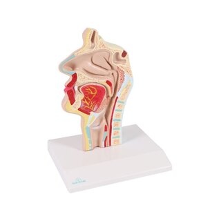 Modello anatomico della bocca e della gola