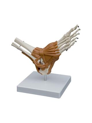 Modello anatomico - Piede