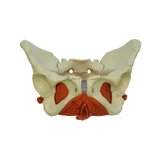 Modello di bacino femminile con pavimento pelvico