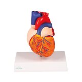 Modello di cuore, a grandezza naturale, 2 parti
